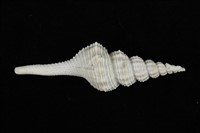 藏品(旋螺)的圖片